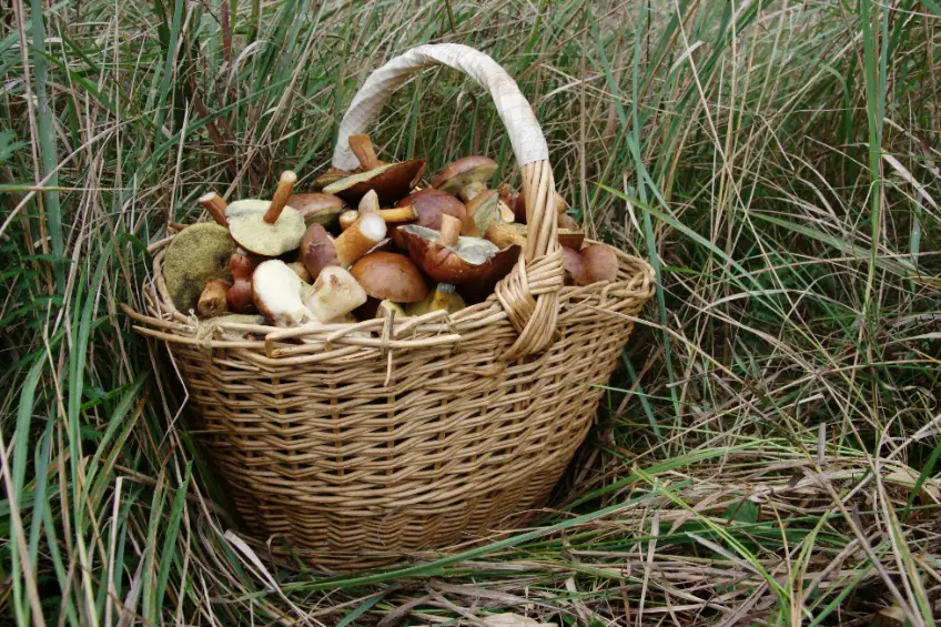 You are currently viewing Où ramasser des champignons à proximité de Bordeaux