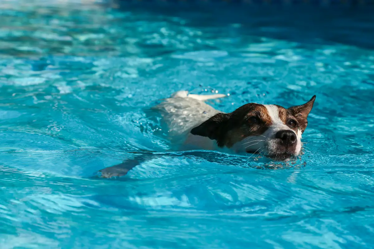 You are currently viewing Ouverture d’une piscine pour chiens à proximité de Bordeaux