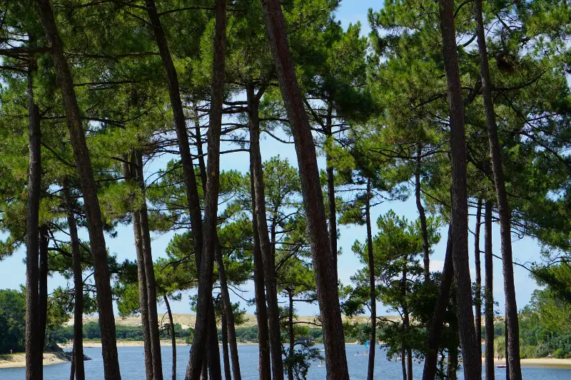 You are currently viewing Découvrir les Landes : une escapade depuis Bordeaux