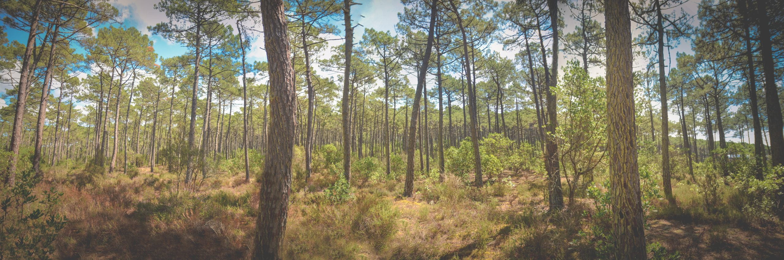 You are currently viewing 5 bonnes raisons de partir en vacances en Gironde